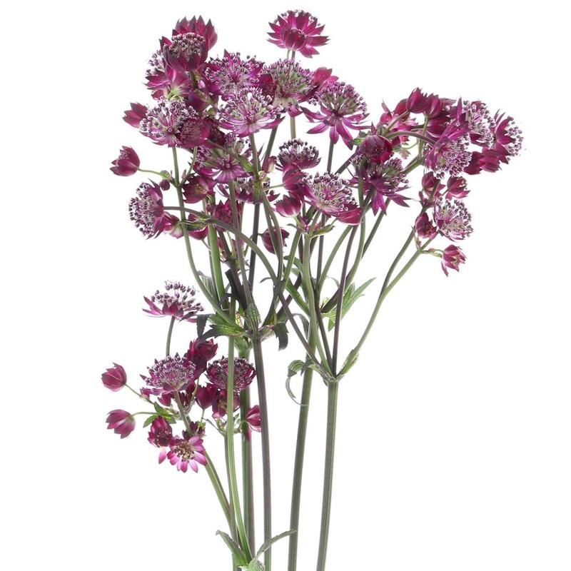 <p>Piccoli fiori stellati con brattee appuntite. <strong>Cura:</strong> acqua pulita, fresco.</p>