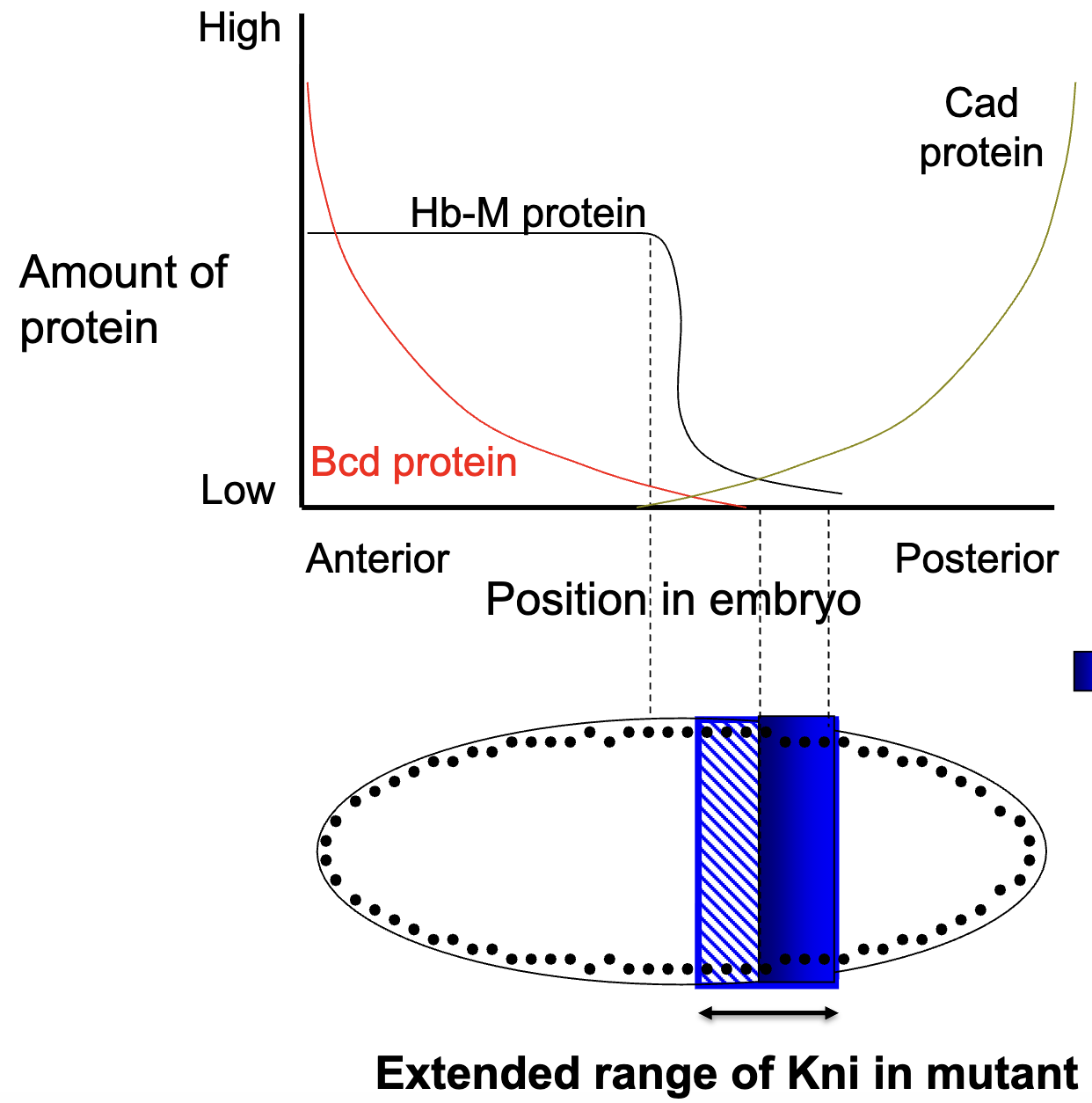<ul><li><p>delete the Bcd binding site in the kni regulatory region.</p><ul><li><p>normally, Bcd represses Kni in the anterior, so Kni is expressed more posteriorly</p></li></ul></li><li><p>in mutant: Kni expression expands more towards anterior</p></li><li><p>effect on <em>Kr</em> expression: if Kni expands, it represses Kr in more regions</p></li><li><p>figure: solid blue = WT zygotic expression of Kni</p></li></ul><p></p>