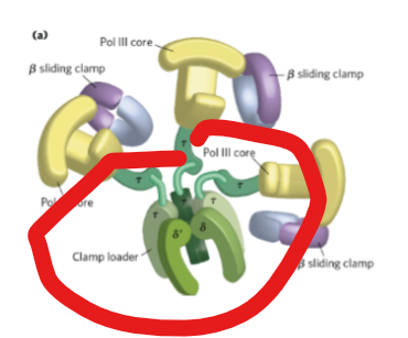 <p>What serves as:</p><ul><li><p>a scaffold for DNA polymerase III complex </p></li><li><p>to to assemble the β clamp onto DNA using ATP.</p></li><li><p>coordinates the<strong> replication fork</strong> by interacting with DnaB helicase through τ subunits.</p></li></ul><p></p>