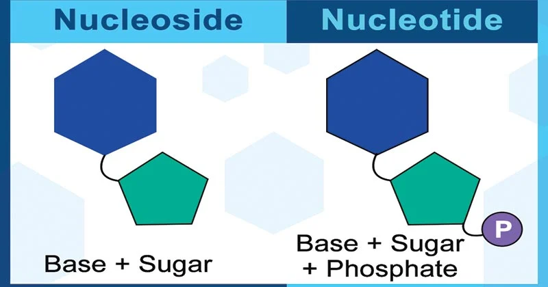 <p>DNA: contain deoxyribose and bases A,G, C, T</p><p>RNA: contain ribose and bases A, G, C, U</p>