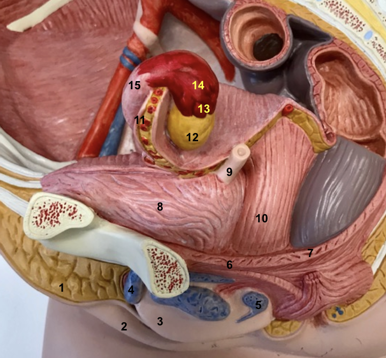 <p>5 - and function</p>