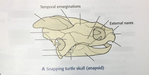 <p>Temporal Emargination</p>