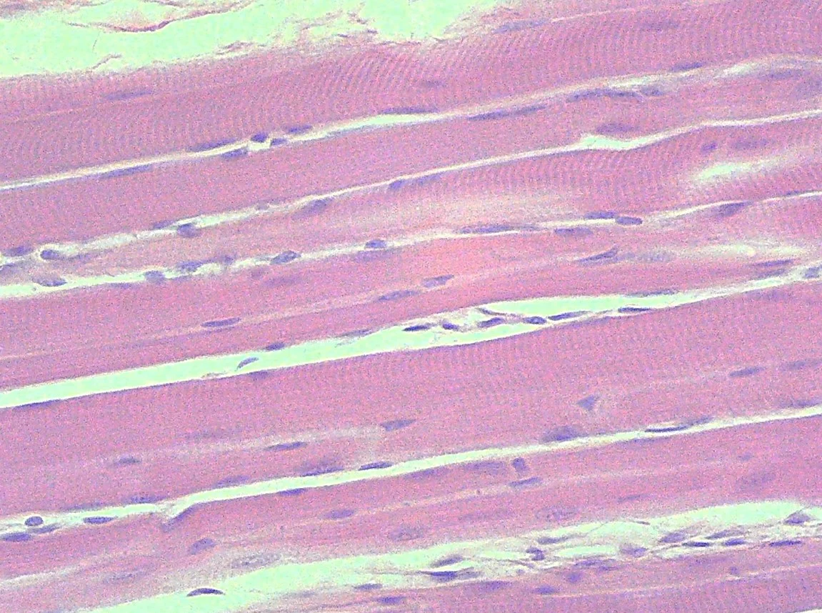 <p><span>Identify the tissue type in the micrograph.</span></p>