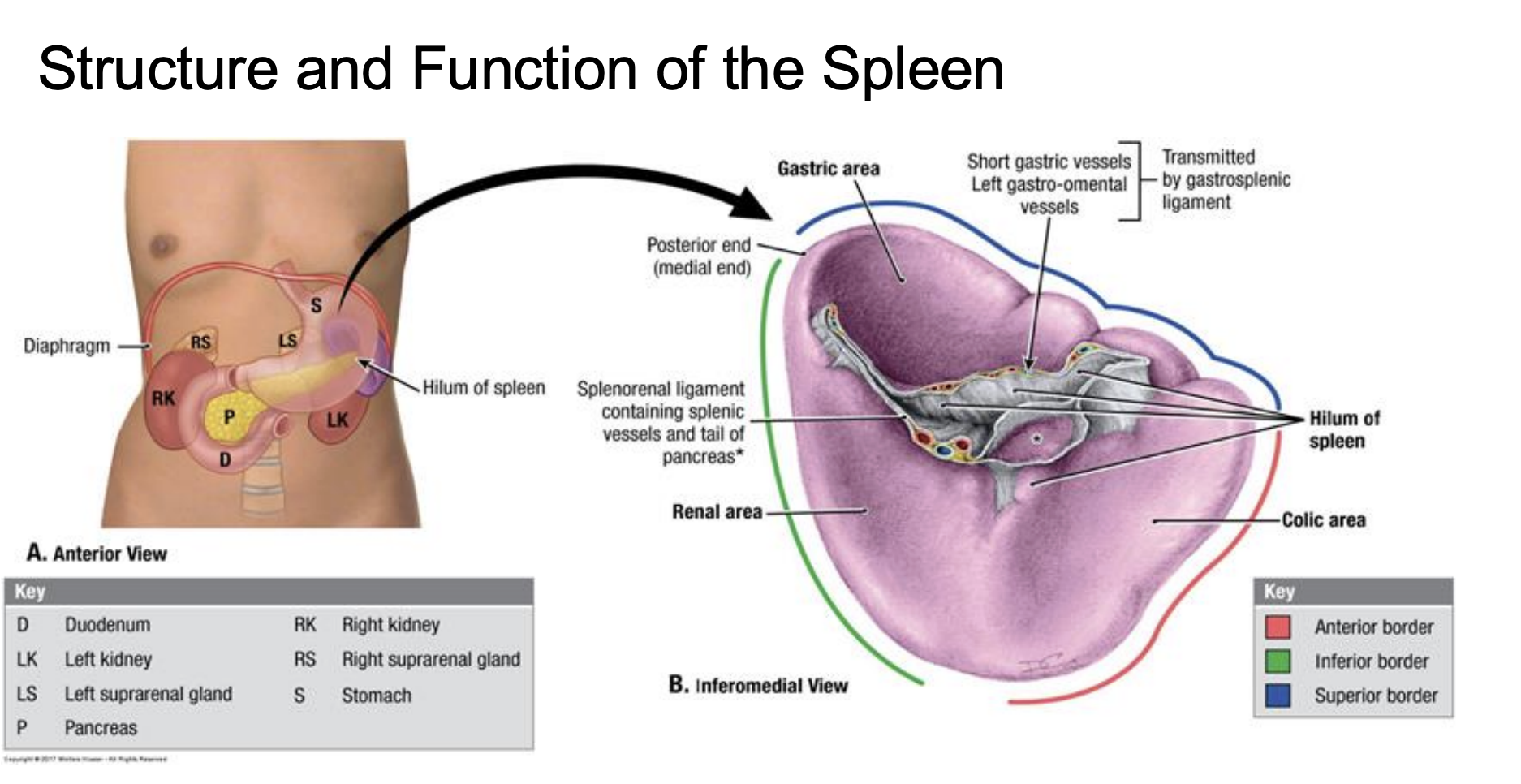 <p>• located inferior to the diaphragm on the left side of the body (upper left quadrant) </p><p>• is a lymphatic organ, the largest lymphatic organ and plays an important part in the immune system</p>
