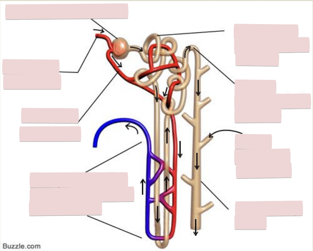 <p>Label the figure of nephron anatomy</p>
