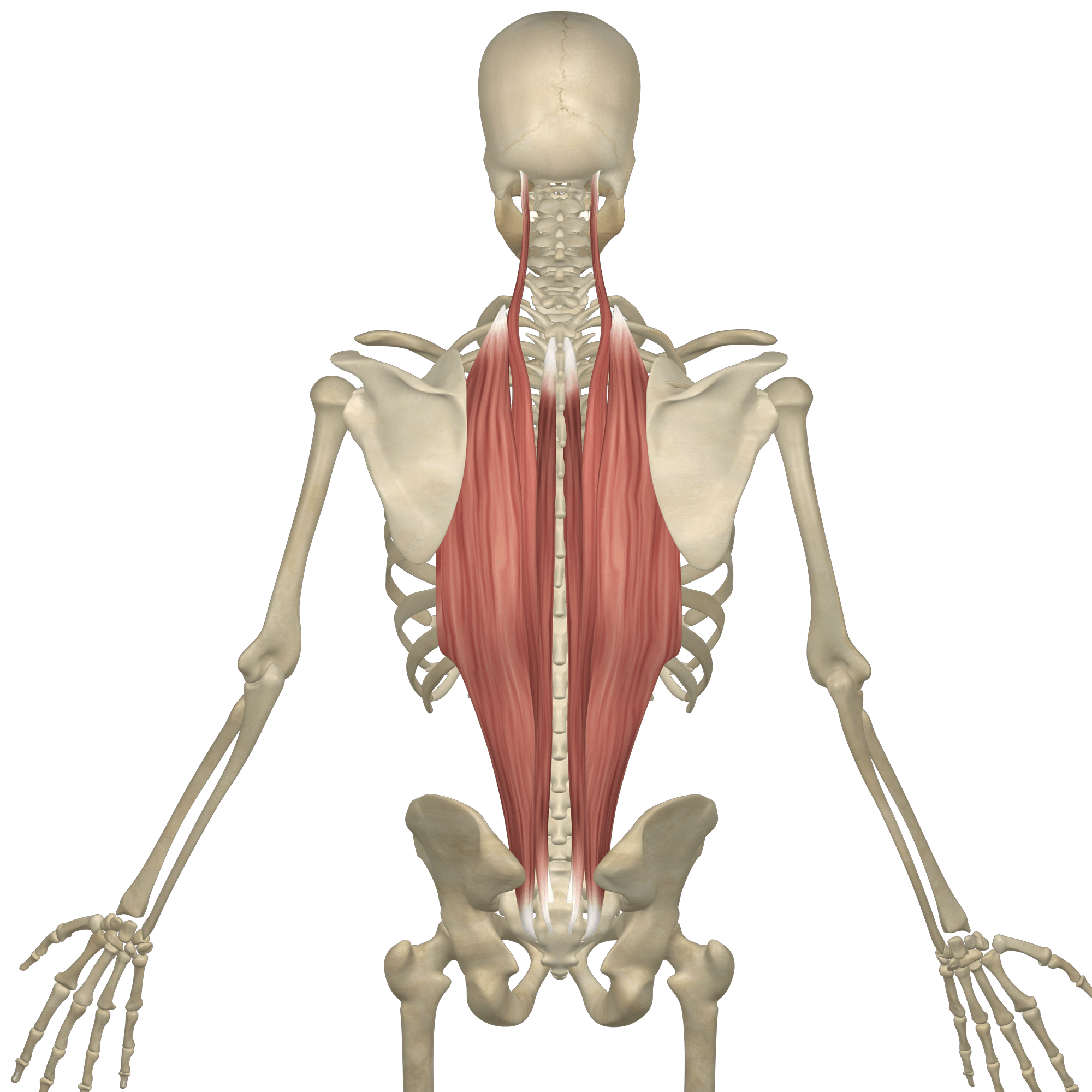 <p>Erector spinae* (Deep muscles of the posterior thorax 1 of 1):</p><p>What is A<span style="color: rgb(255, 0, 0);">A</span>?</p>