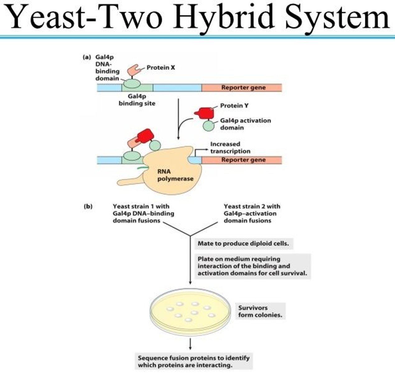 <p>(a) In this system for detecting protein-protein interactions, the aim is to bring together the DNA-binding domain and the activation domain of the yeast Gal4 protein through the interaction of two proteins, X and Y, to which each domain is fused. This interaction is accompanied by the expression of a reporter gene. (b) The two fusions are created in separate yeast strains, which are then mated. The mated mixture is plated on a medium on which the yeast cannot survive unless the reporter gene is expressed. Thus, all surviving colonies have interacting protein fusion pairs. Sequencing of the fusion proteins in the survivors reveals which proteins are interacting.</p>