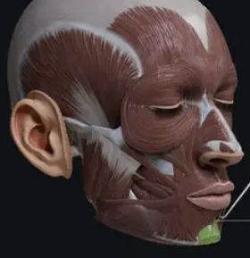 <p>the muscle that elevates the lower lip and raises and wrinkles the skin of the chin </p>