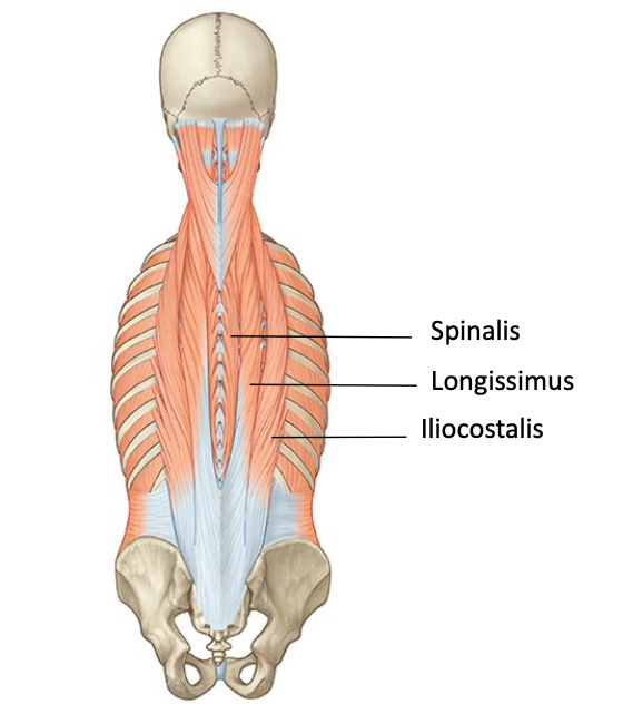 <p>Erector spinae muscles - division</p>