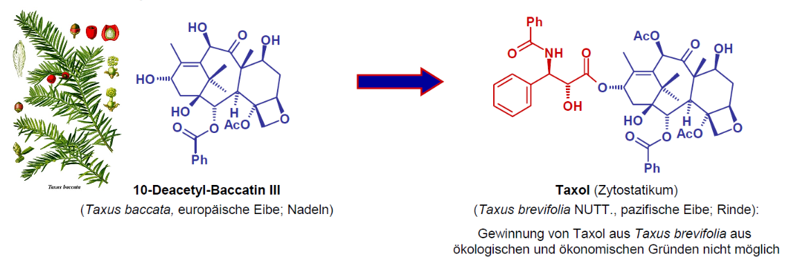 Eiben (Taxus-Arten) liefern Paclitaxel bzw. Vorstufen für seine Herstellung. Paclitaxel stabilisiert Mikrotubuli und wird als Zytostatikum eingesetzt.