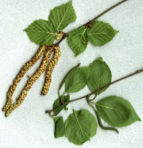 <p>White peeling bark; seral species requiring mineral soil seedbeds.</p>