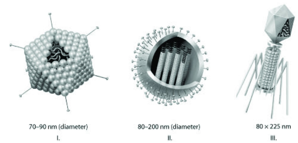 <p>27) Which of the three types of viruses shown in the figure would you expect to include a capsid(s)?</p><p>A) I, II, and III </p><p>B) I only </p><p>C) I and II only </p><p>D) III only</p>