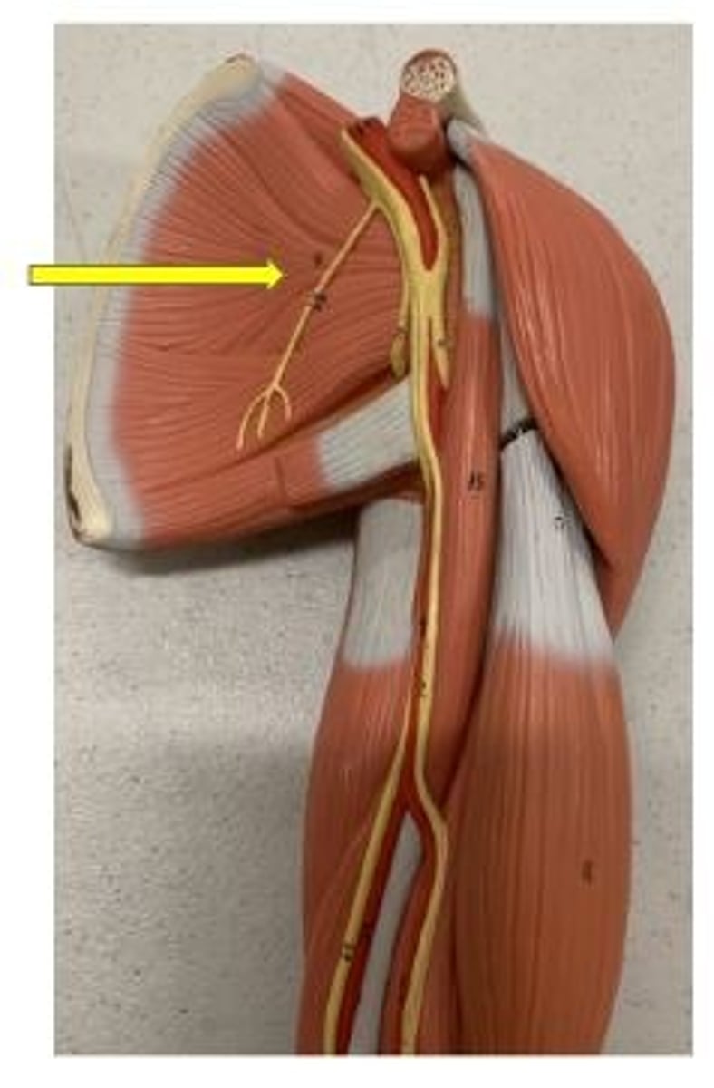 <p>medial rotation at shoulder</p>
