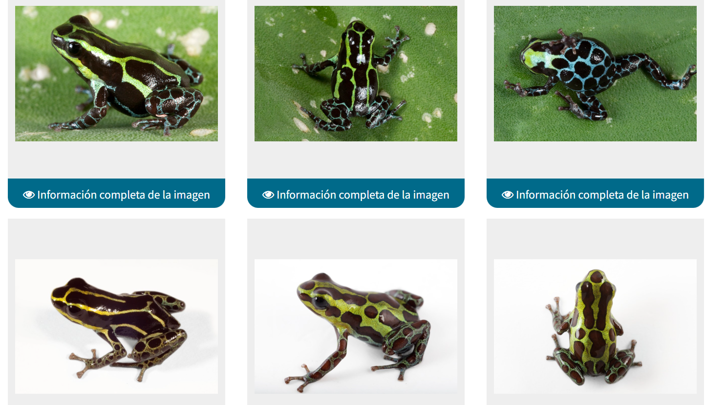 <p>Dendrobatidae</p>