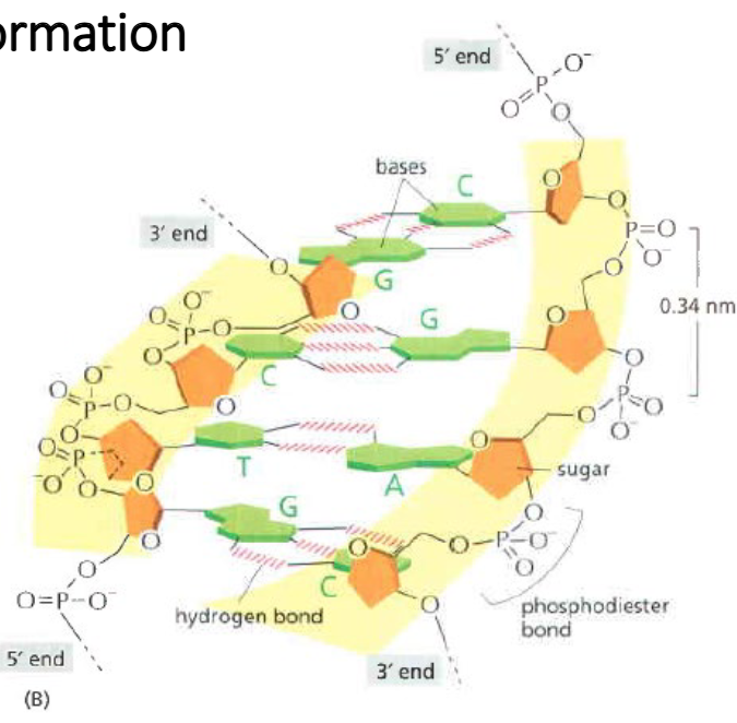 <p>—<strong>Annealing</strong>: binding of two nucleic acid strands</p><p>—Aromatic rings of the bases lie ‘on top’ of one another<br>    →Helix held together by the pi stacking interactions (base stacking) and hydrogen bonding</p>