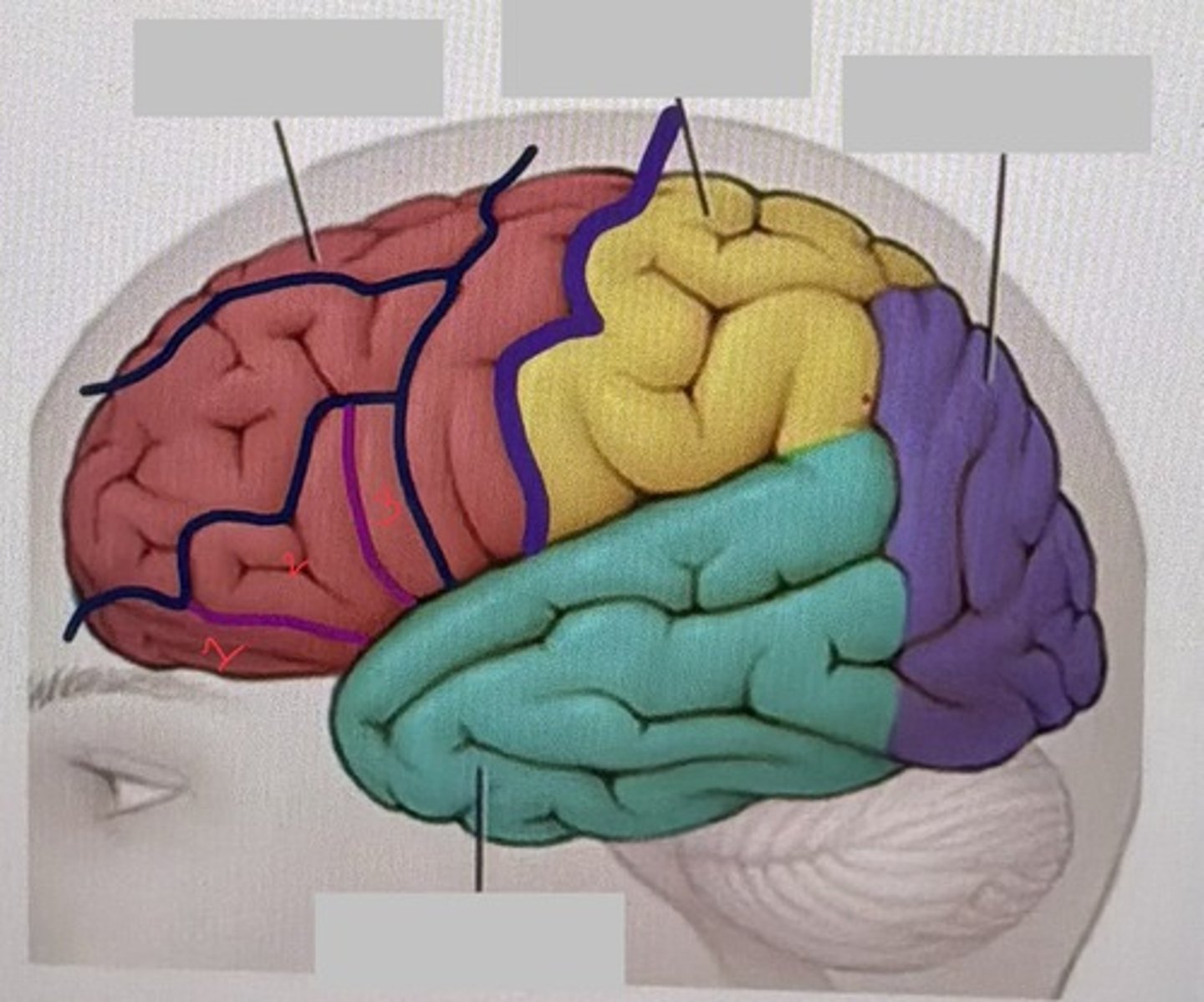 <p>What is labeled 2?</p>