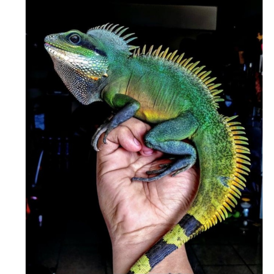 <p>name this animal</p>