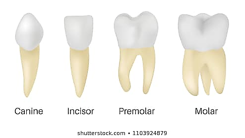 <p>Teeth specialized.</p><p>Incisors, canines, premolars, molars</p>