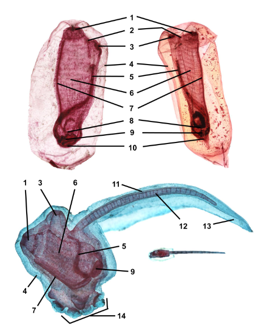 <p>taxa</p><p>label</p>