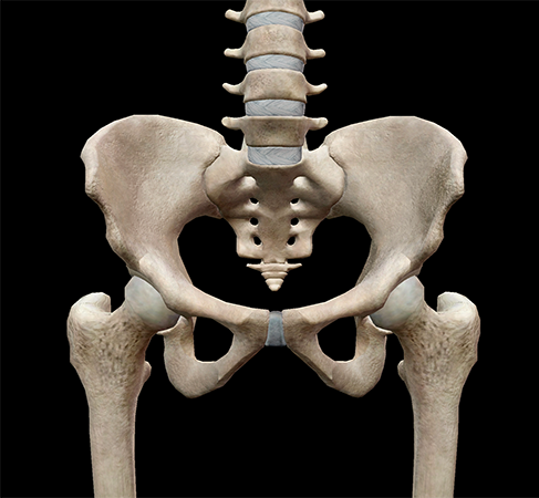 <p>surrounds the urinary and reproductive organs in the pelvis and lies within the bony pelvic girdle </p>