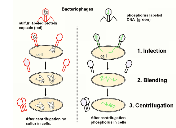 <p>32P in the phage DNA (is in DNA but not protein), then label the protein with radioactive 35Sulphur. Let the phage infect the bacteria, then remove the phage (coat protein) using a standard kitchen blender. After, spin in a centrifuge and then test for which isotope is present in the bacteria pellets and supernatants.</p>