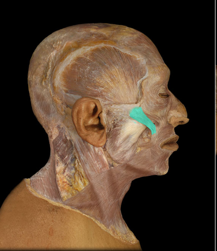 <p>Zygomaticus major m.</p>