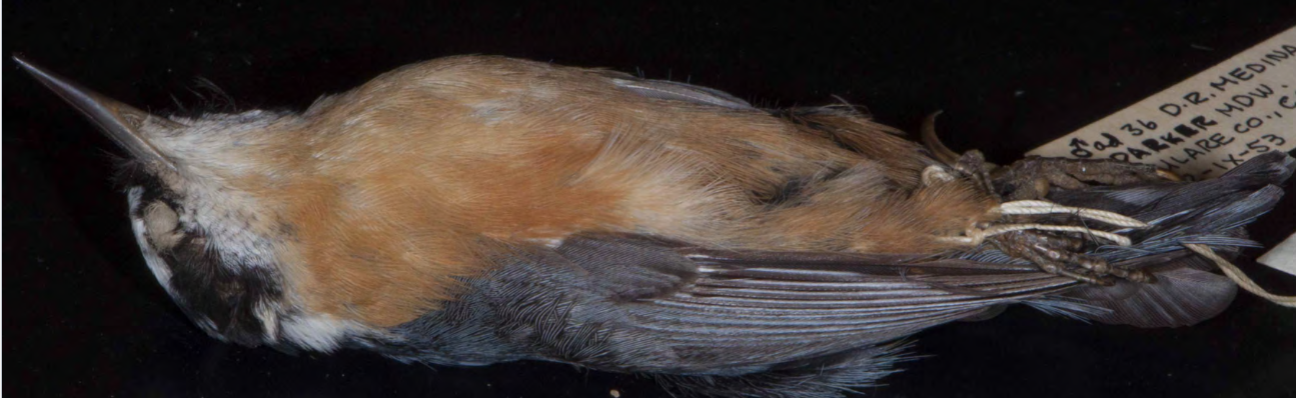 <p>Red-breasted Nuthatch</p>