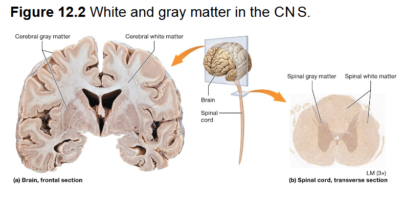 <p><span style="background-color: transparent;">Myelinated, on outside of spinal cord and inside of brain tissue</span></p>