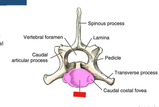 <p>Q: The ……. of a typical vertebra is constricted centrally and has a slightly convex cranial articular surface and a centrally depressed caudal articular surface. </p><p>A. vertebral arch </p><p>B. body </p><p>C. articular connections </p><p>D. vertebral foramen</p>