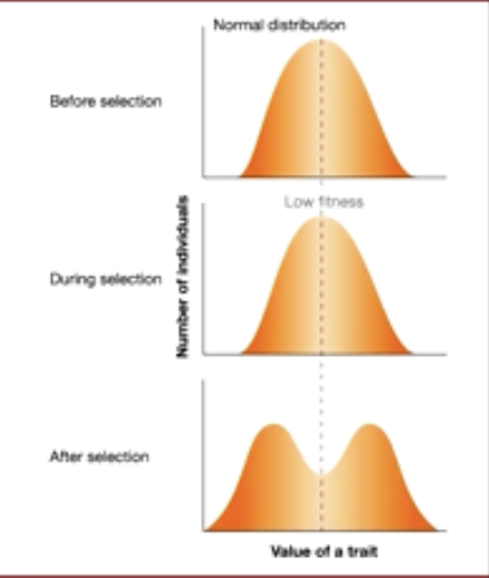 <p>increases variation by favoring extreme phenotypic values even if the mean of the distribution does not change; two peaks</p>