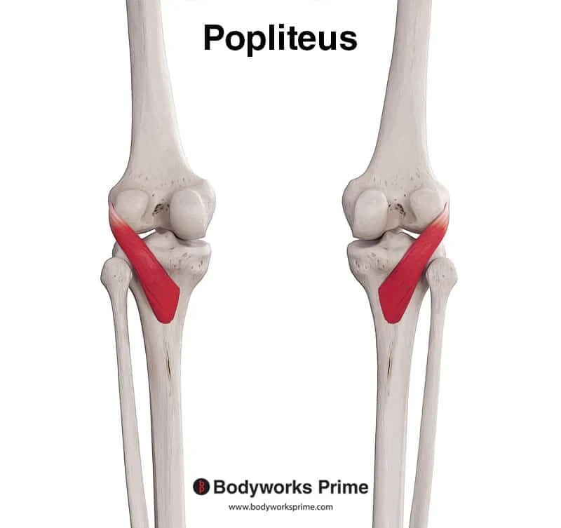 <p>Knee - flexion, medial rotation </p>