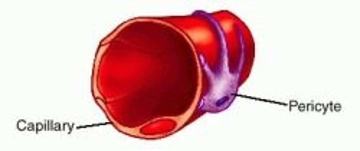 <p>pericytes</p>