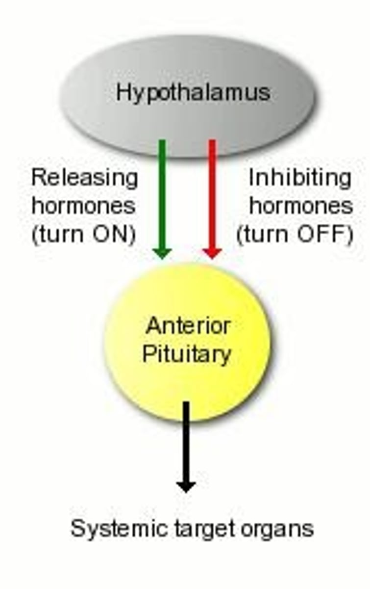 <p>- Produces releasing and inhibiting hormones that regulate the anterior pituitary.</p><p>- Released into the hyposeal portal blood system to be directly transported to the pituitary.</p><p>- ADH is transported along nerve fibres to the pituitary for storage/ distrubuition.</p>