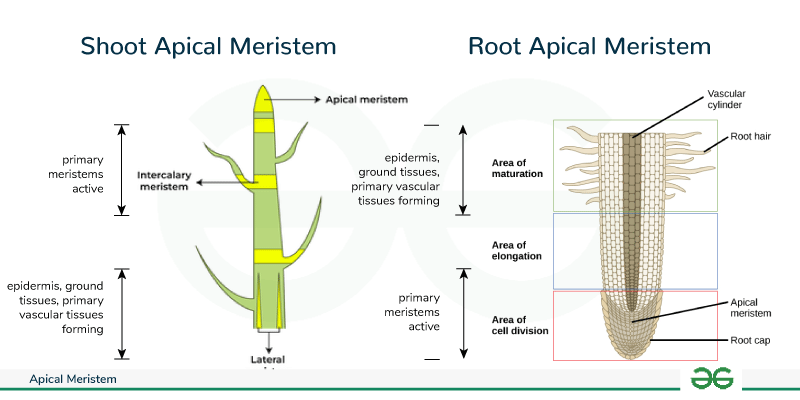 <p>An apical meristem is a region of actively dividing, undifferentiated cells located at the tips of roots and shoots that drives primary, vertical growth in plants.</p>