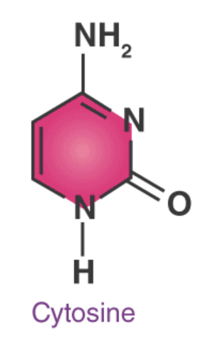 <p>Pyrimidine; pairs with Guanine</p>