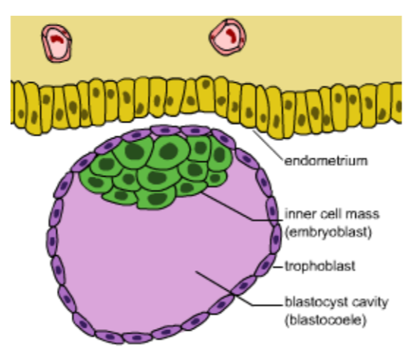 <p><span style="font-family: "Tw Cen MT";">&nbsp;The blastocyst is free in the uterine cavity for 2-3 days.</span></p><p><span style="font-family: "Tw Cen MT";">&nbsp;Blastocyst sinks into the endometrium and becomes firmly attached to the uterine wall (implantation)</span></p><p><span style="font-family: "Tw Cen MT";">&nbsp;Implantation enables blastocyst to absorb nutrients from the glands and blood vessels of the endometrium</span></p>