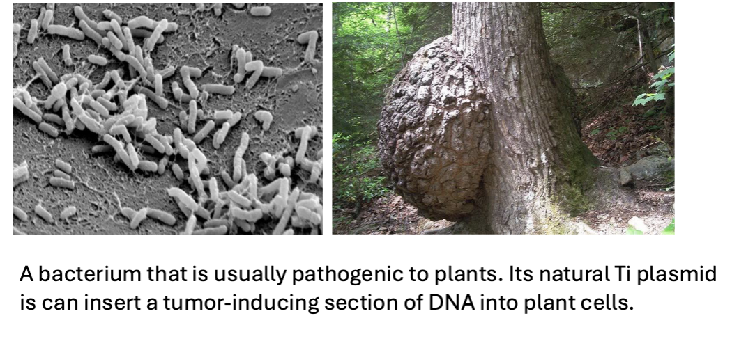 <p>Can insert pieces of its Ti plasmid into plant genomes</p>