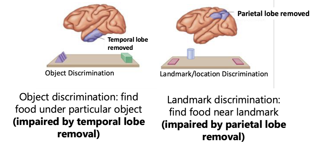 <p>temporal (ventral), dorsal (parietal)</p>