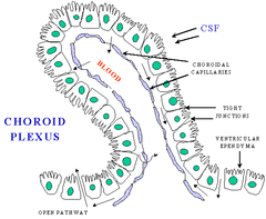 <ul><li><p>specialized ependymal cells that form papillary structures containing many blood vessels</p><ul><li><p>located in lateral, third, and fourth ventricles</p></li></ul></li><li><p>use a variety of pumps and channels to form CSF from the blood</p></li></ul><p></p>