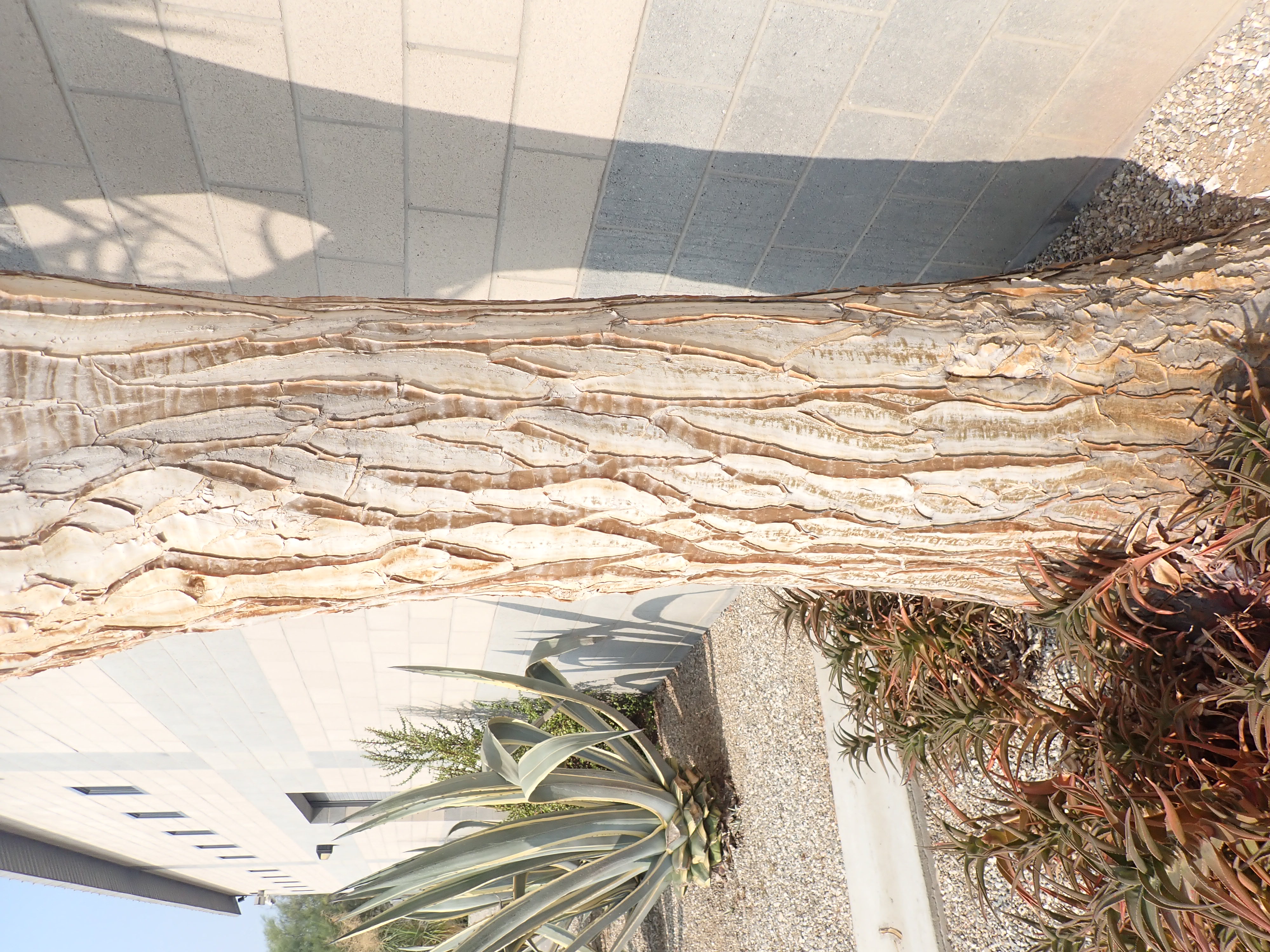 <p>Aloe ‘Hercules’ - Hercules Aloe</p>