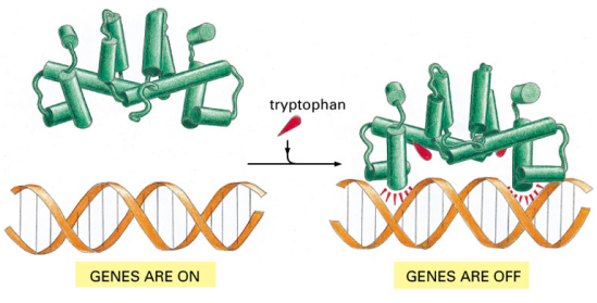<ul><li><p>Trp binding induces a <strong>conformational change</strong> in the <strong><em>trp</em> repressor dimer</strong></p></li><li><p>This change enables the repressor to <strong>bind tightly</strong> to the <strong><em>trp</em> operator</strong></p></li><li><p>Without Trp bound: repressor <strong>cannot bind</strong> operator → <strong>genes ON</strong></p></li><li><p>With Trp bound: repressor <strong>binds operator</strong> → <strong>genes OFF</strong></p></li></ul><p></p>