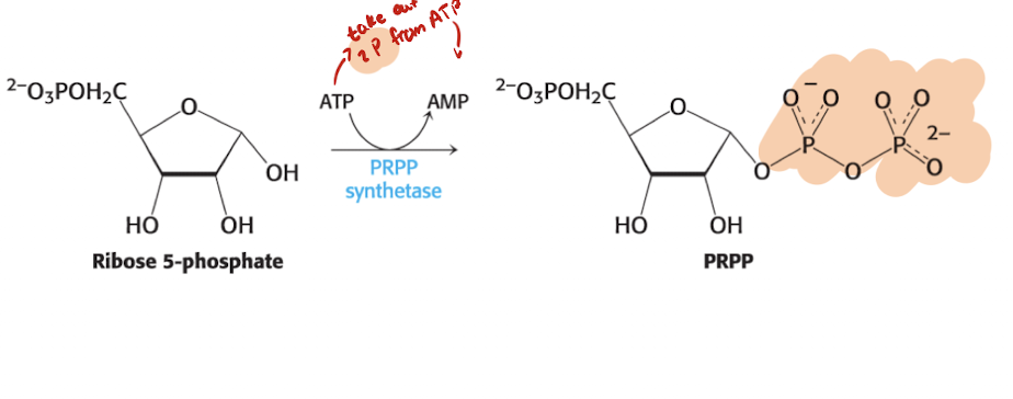 <p>PRPP Synthetase </p><ul><li><p> Requires an ATP → AMP and the 2  terminal phosphoryl groups are attached onto the carbon 1 of Ribose 5-P to form Phosphoribosyl Pyrophasphate (see highlighted part in image)</p></li></ul><p></p>
