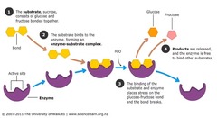 <p>Mechanism of action for an enzyme in a synthesis reaction</p>