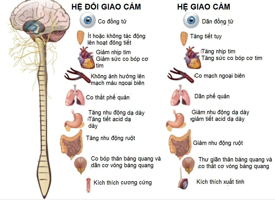 <p>Hệ giao cảm đáp ứng”fight or flight” còn hệ đối giao cảm đáp ứng”rest&amp;digest)</p><p>Hệ giao cảm không có các dây thần kinh cụ thể</p><p>Hệ đối giao cảm gồm:dây III(vận nhãn), VII(mặt), IX(thiệt hầu), X(lang thang)</p>