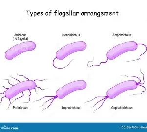 <p>Long, whip-like structures used for cell movement in prokaryotic and eukaryotic organisms. They enable mobility by propelling the organism through its environment. </p><p>THINK MOTILITY/MOBILITY</p>