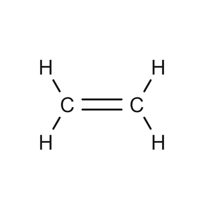 <p>Double bond carbon</p>