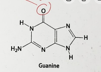 <p>c. Guanine</p>