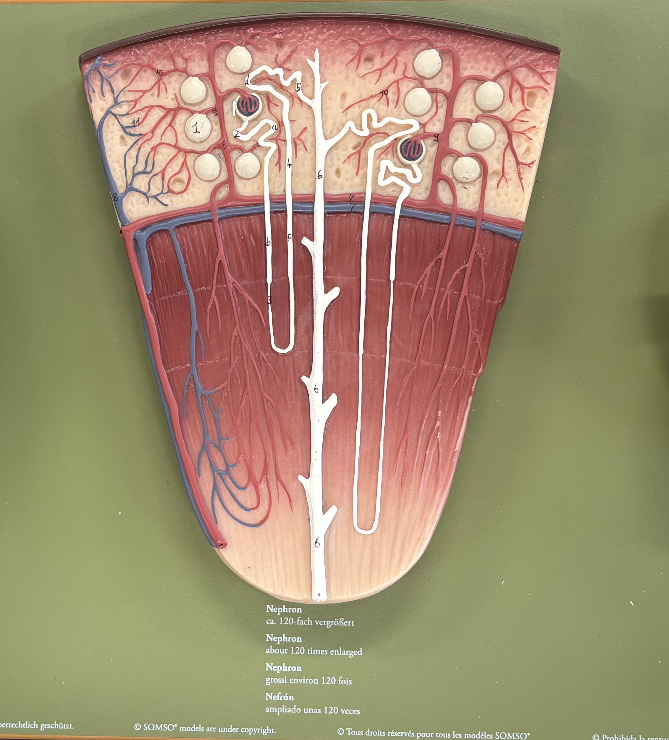 <p>d and 5</p>