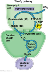 <p>Spatial isolation.</p><p>1. CO2 fixed and produces four carbon oxaloacetate (4C) which is converted to malate in mesophyll cells</p><p>2. Malate transferred to bundle sheath cells which have less O2</p><p>3. Malate decarboxylated spatially isolating CO2. It is then fixed by RuBisCo and enters calvin cycle</p>