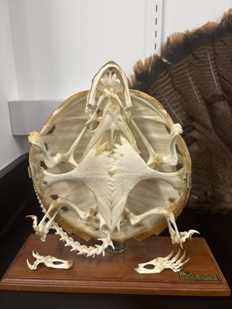 <p>What is this (phylum, subphylum, superclass, class, order, common name)?</p>